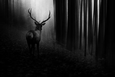 poster-print-stag