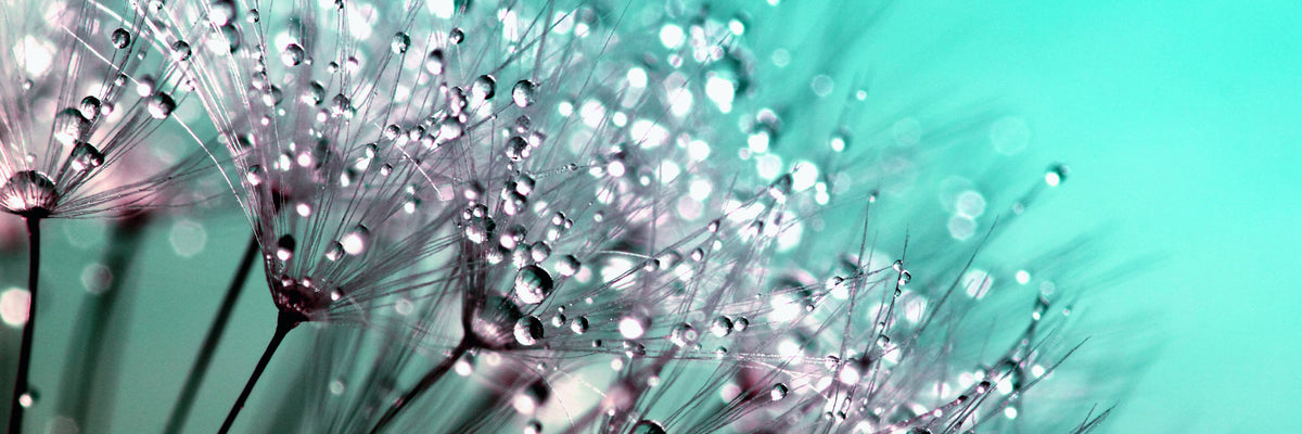 panoramic-aluminium-print-macro-dandelion-p-panorama