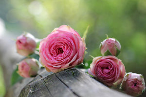 3-piece-canvas-print-bush-roses