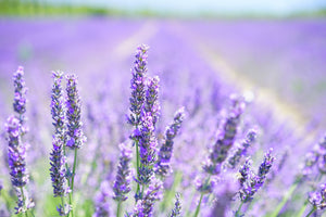 modern-3-piece-acrylic-print-the-lavender-blossom