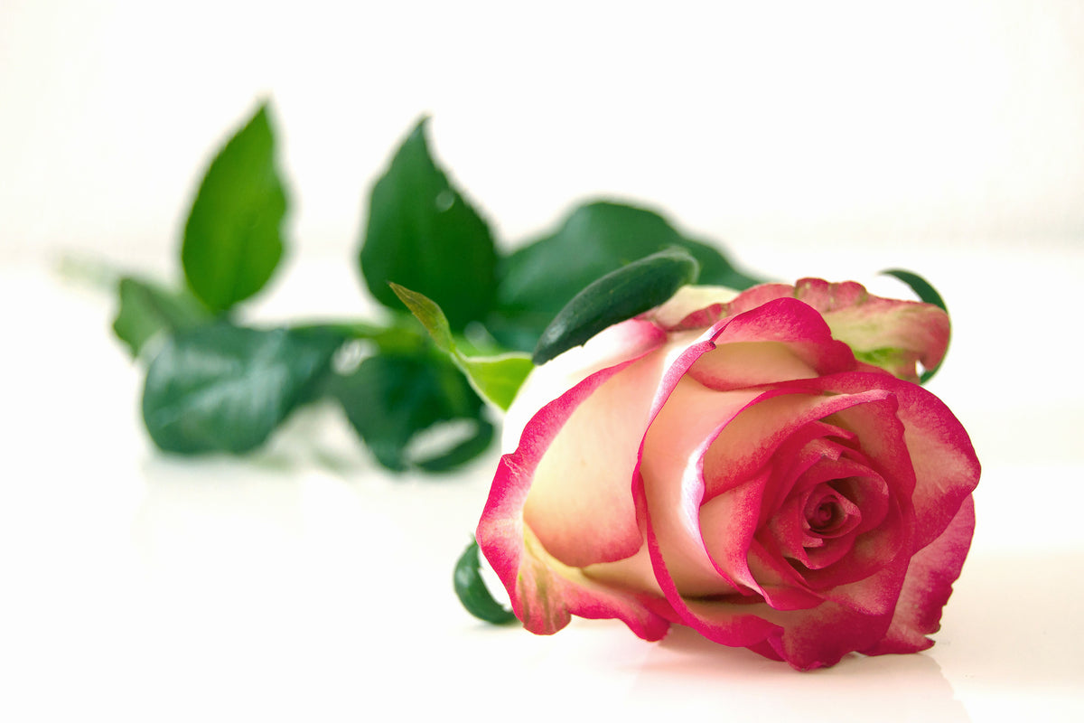 aluminium-print-the-proud-rose