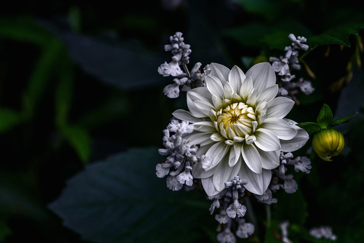 canvas-print-dahlia-flower