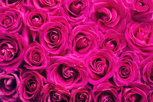 poster-print-rose-petals-in-pink