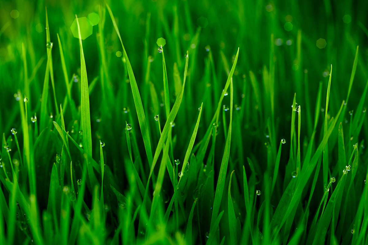 framedcanvas-print-grass-with-morning-dew