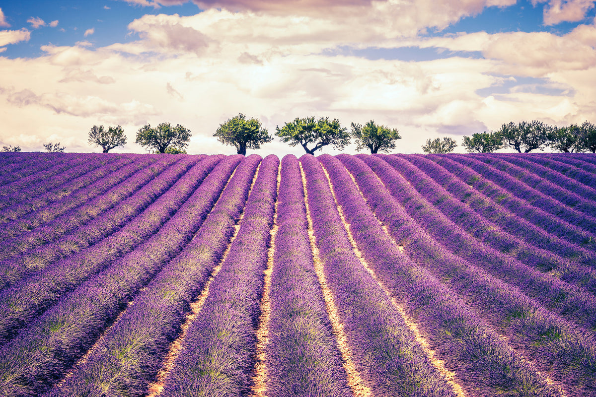 acrylic-print-the-lavender-field-ii