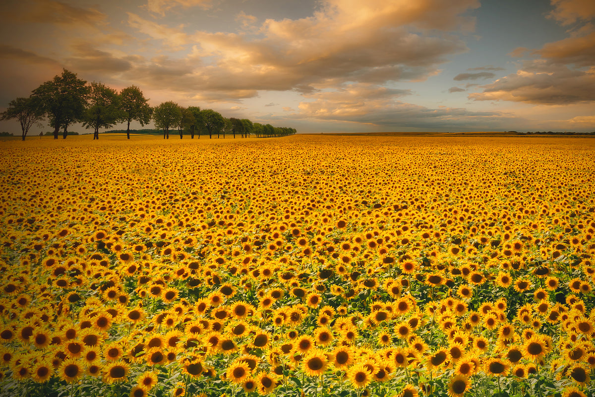 acrylic-print-sunflowers