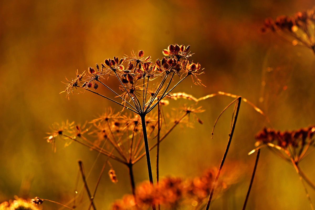 framedposter-print-seeds
