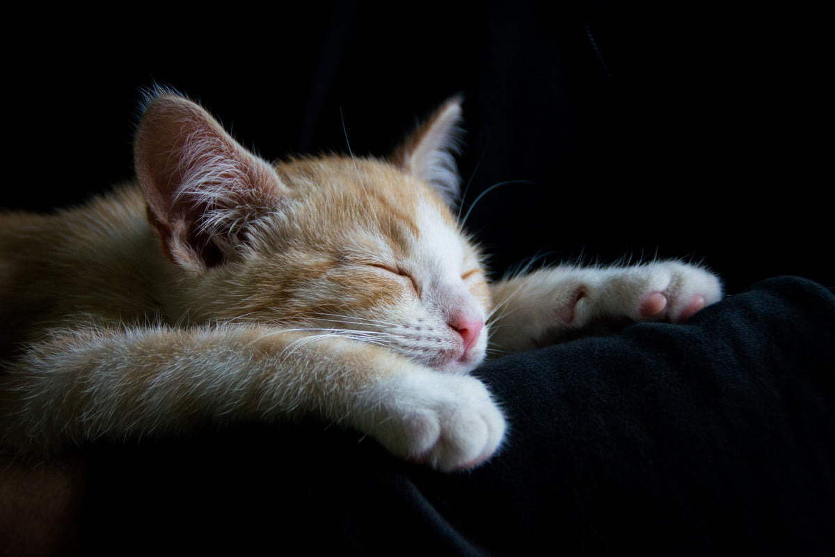 acrylic-print-lazy-cat