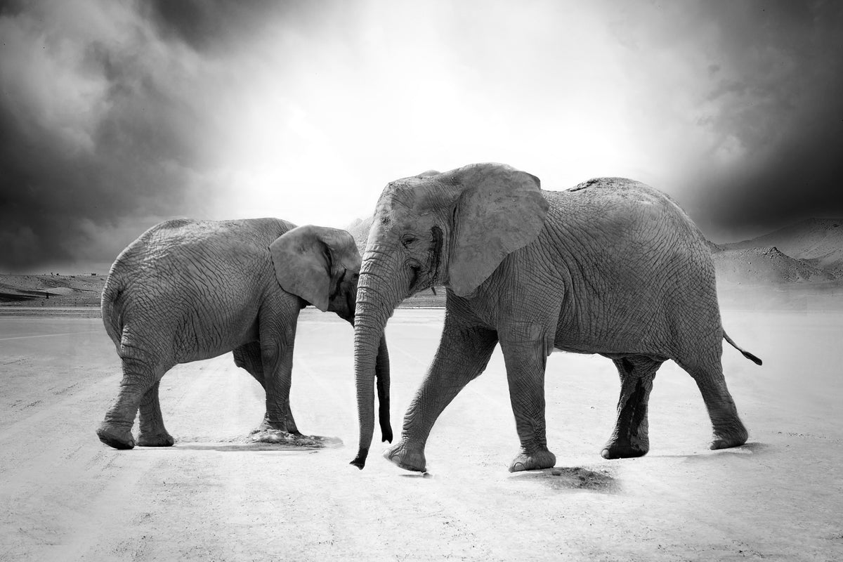 poster-print-2-elephants-sw