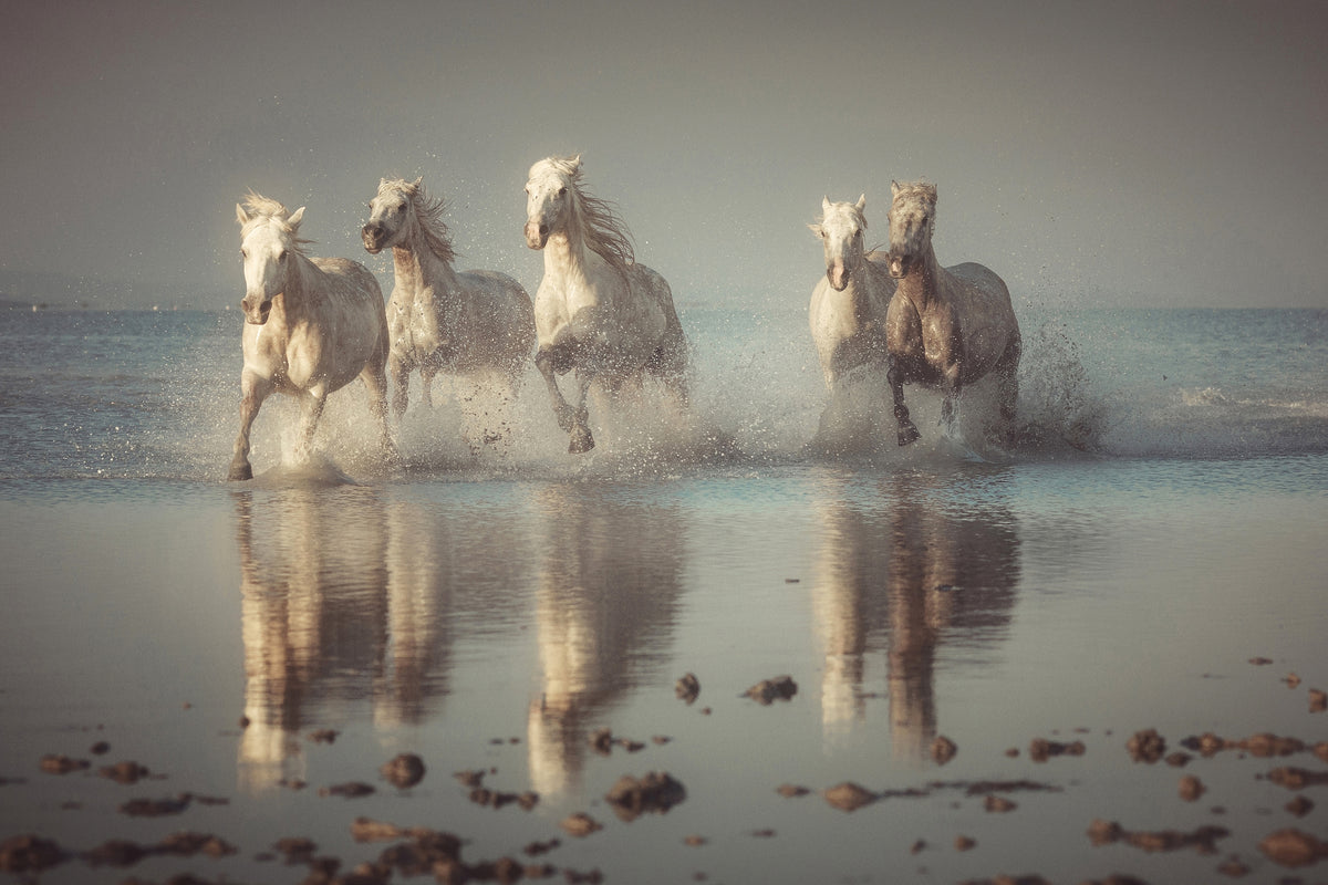 poster-print-camargue-horses-x