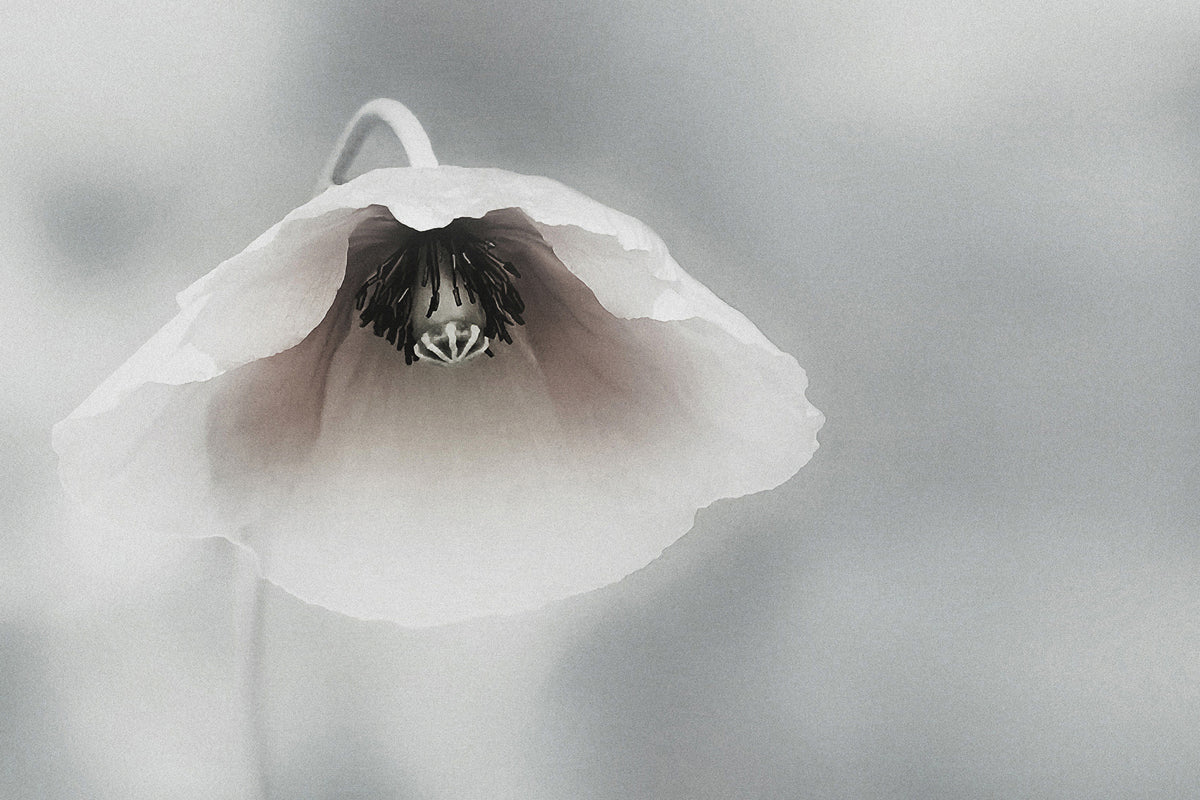 framedposter-print-ephemeral-beauty-ii