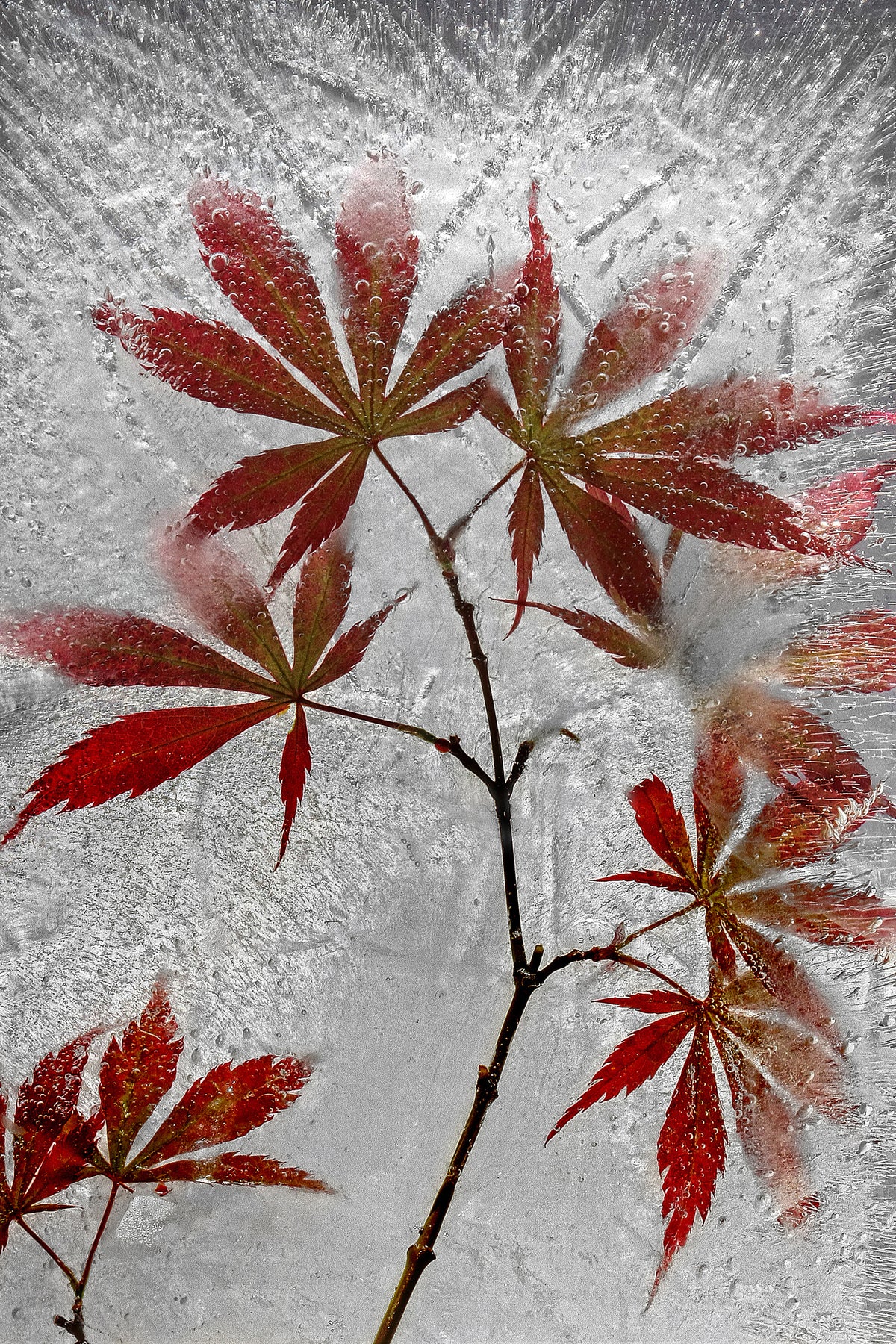 framedcanvas-print-red-maple-x