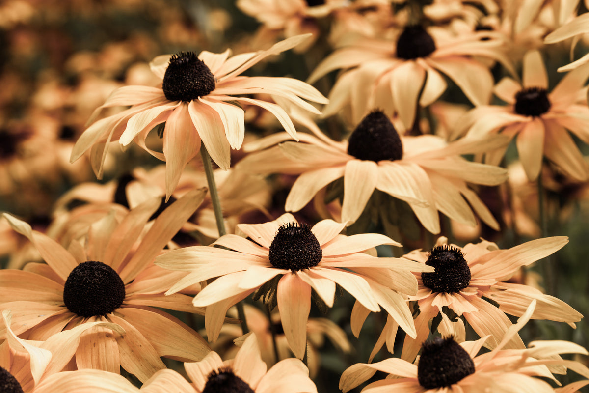 3-piece-acrylic-print-daisies-in-sepia