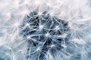 poster-print-ripe-dandelion-close-up