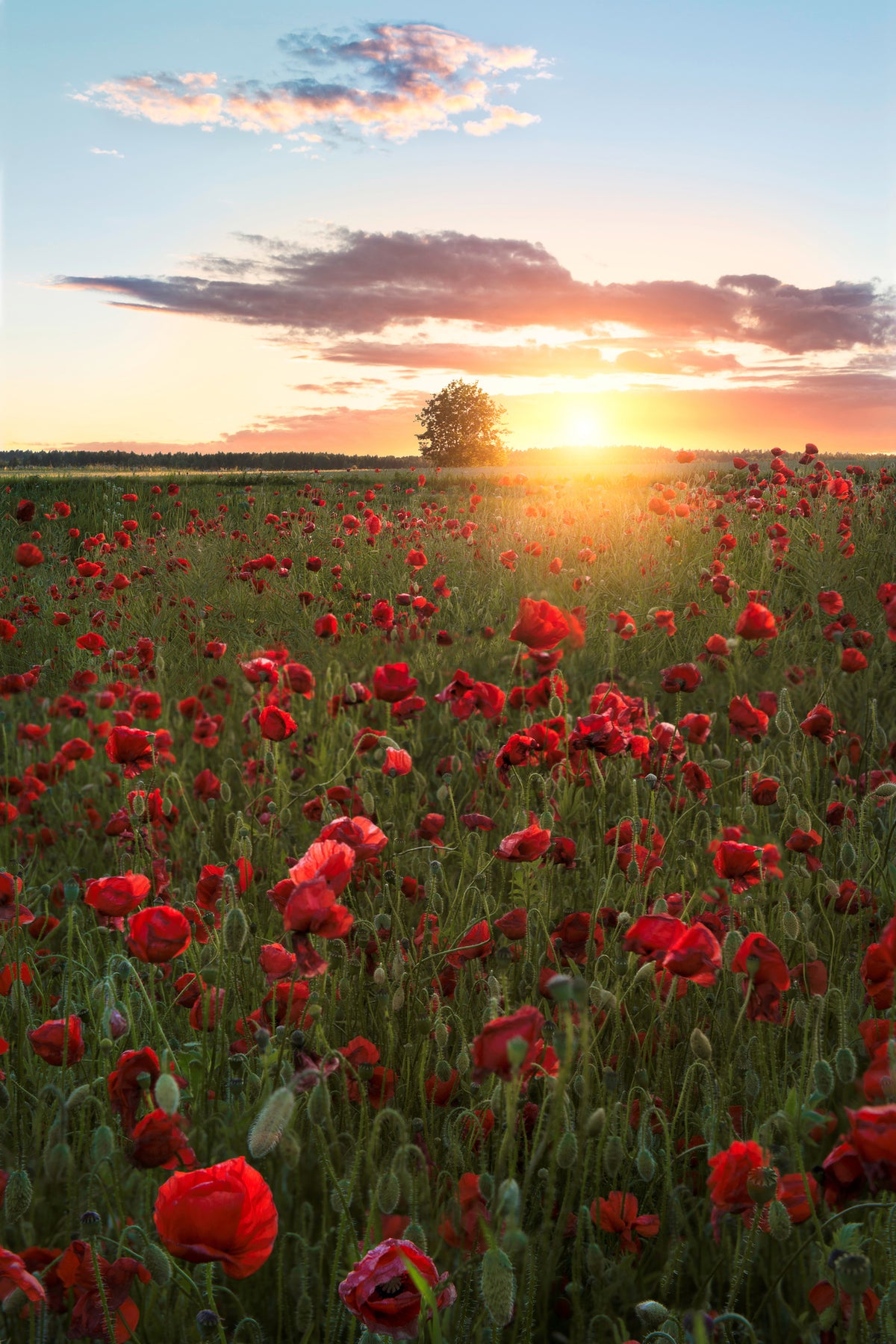 framedcanvas-print-poppy-fields-of-sweden