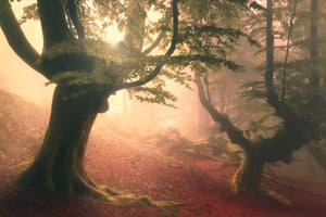 canvas-print-fangorn-forest-x