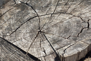 3-piece-aluminium-print-the-tree-rings