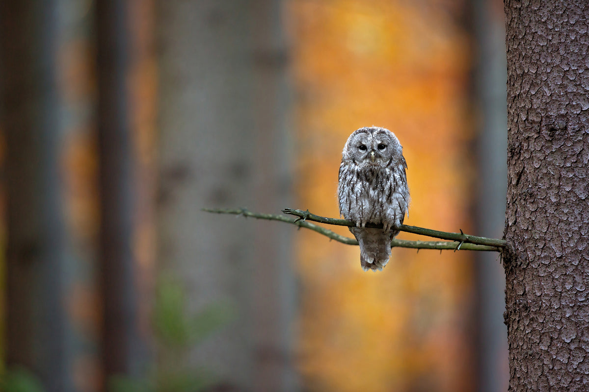 framedposter-print-tawny-owl-x