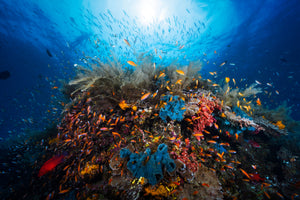 modern-3-piece-canvas-print-apnea