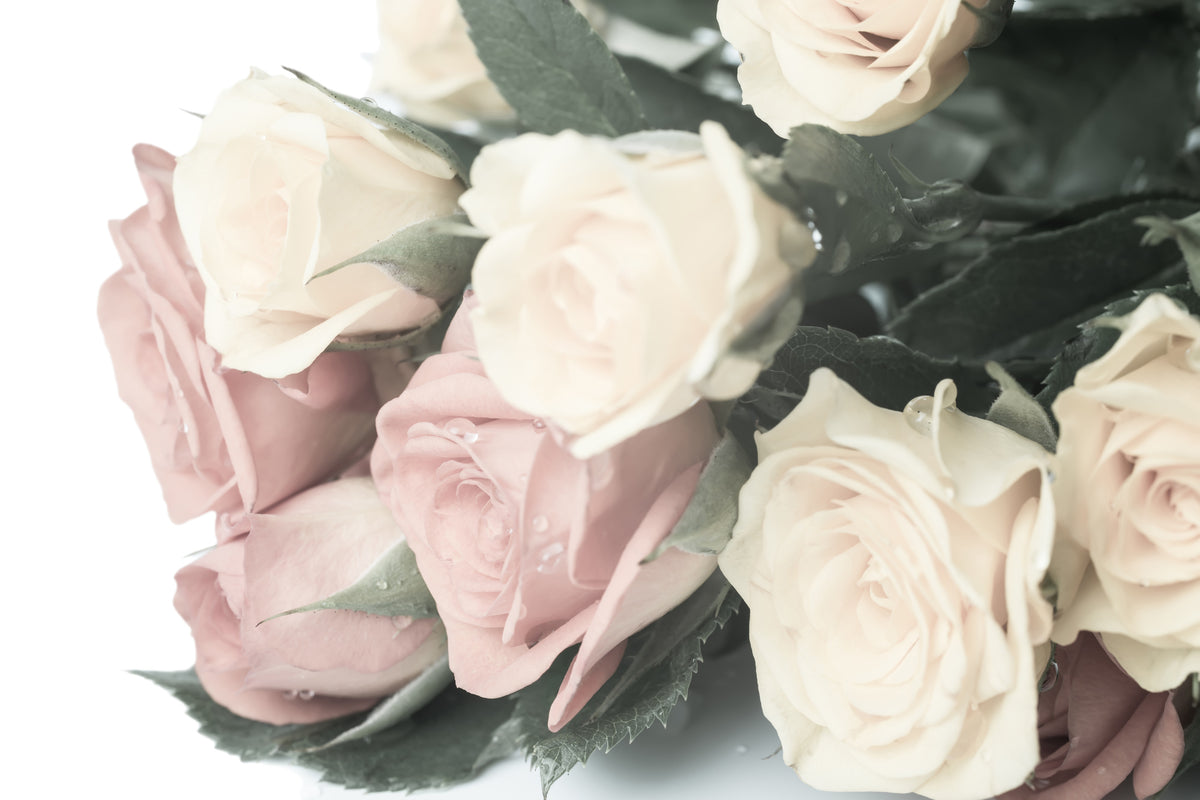 acrylic-print-romantic-rose