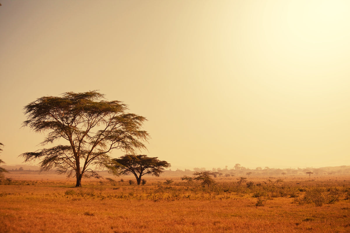 3-piece-acrylic-print-pastures-in-kenya
