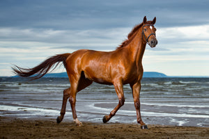 canvas-print-a-thoroughbred-at-the-sea
