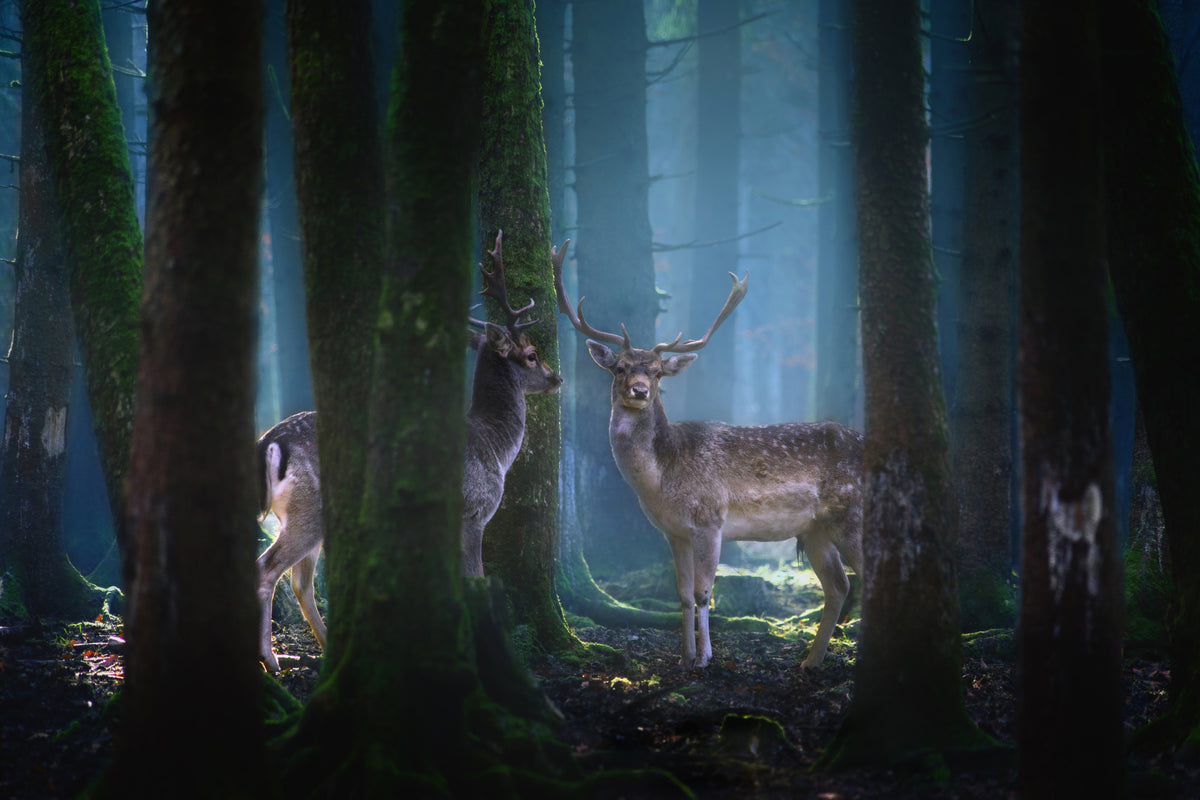 3-piece-acrylic-print-deers