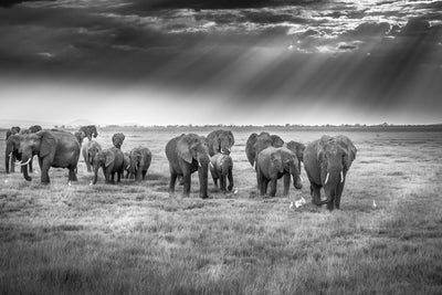 poster-print-breakfast-with-pachyderms-x