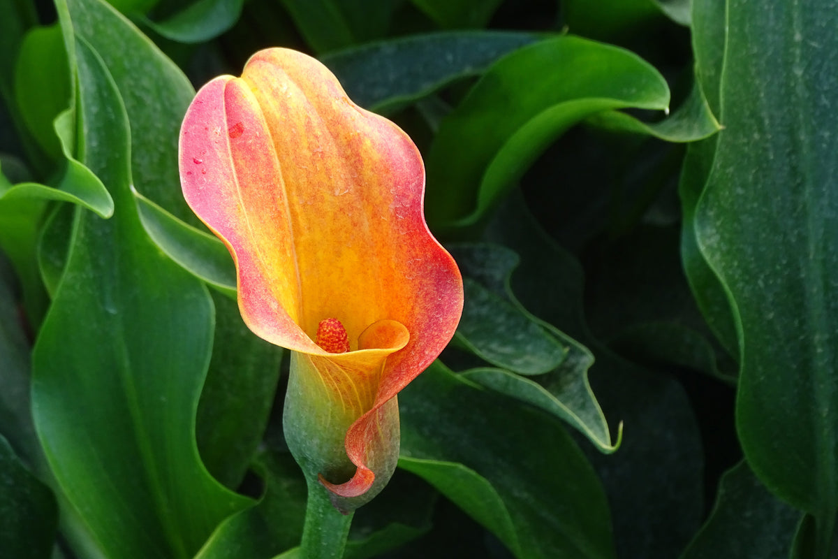 acrylic-print-wild-calla