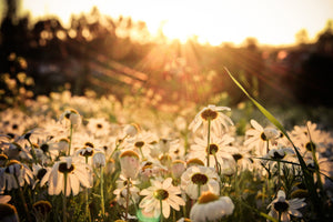 3-piece-canvas-print-daisies-at-sunset