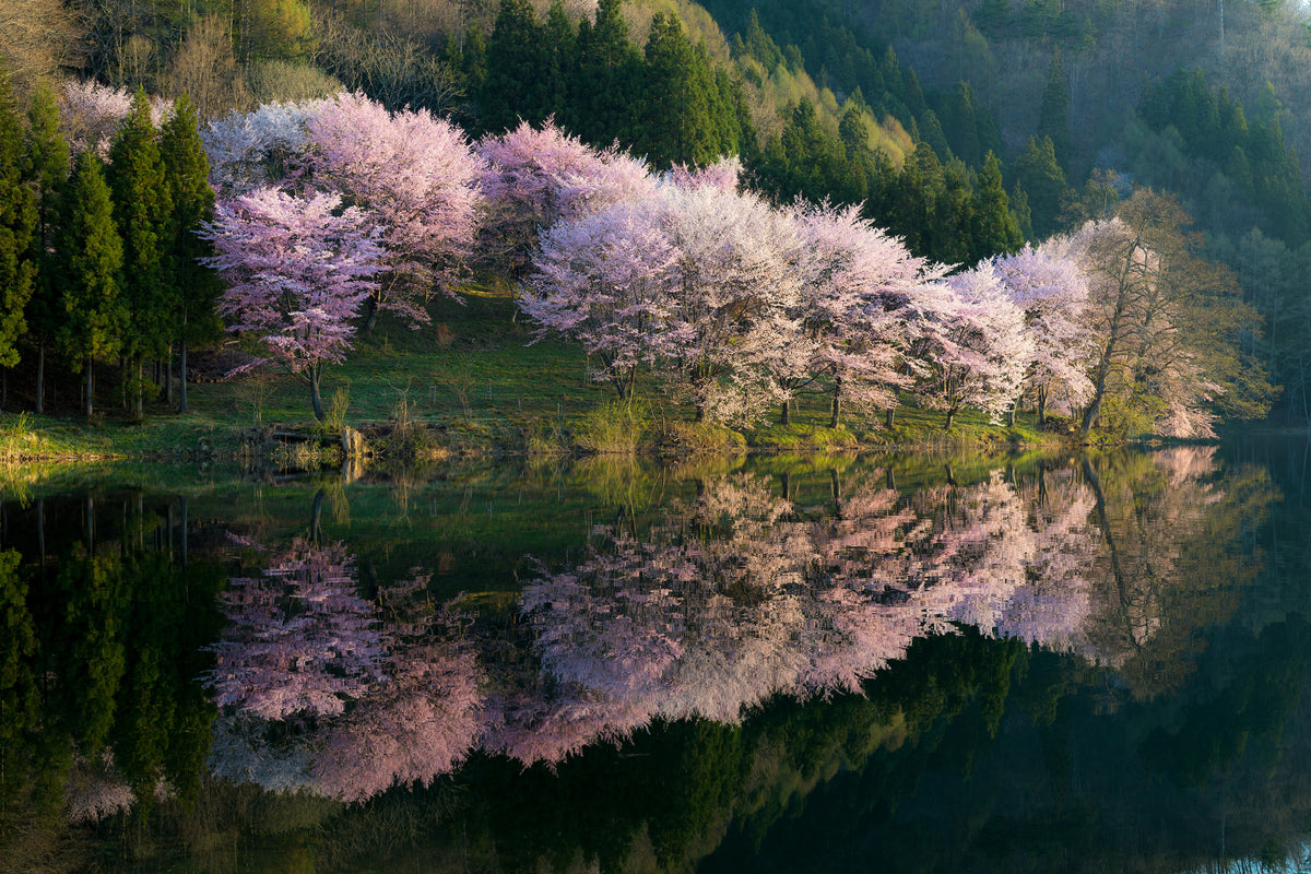 poster-print-sakura-x