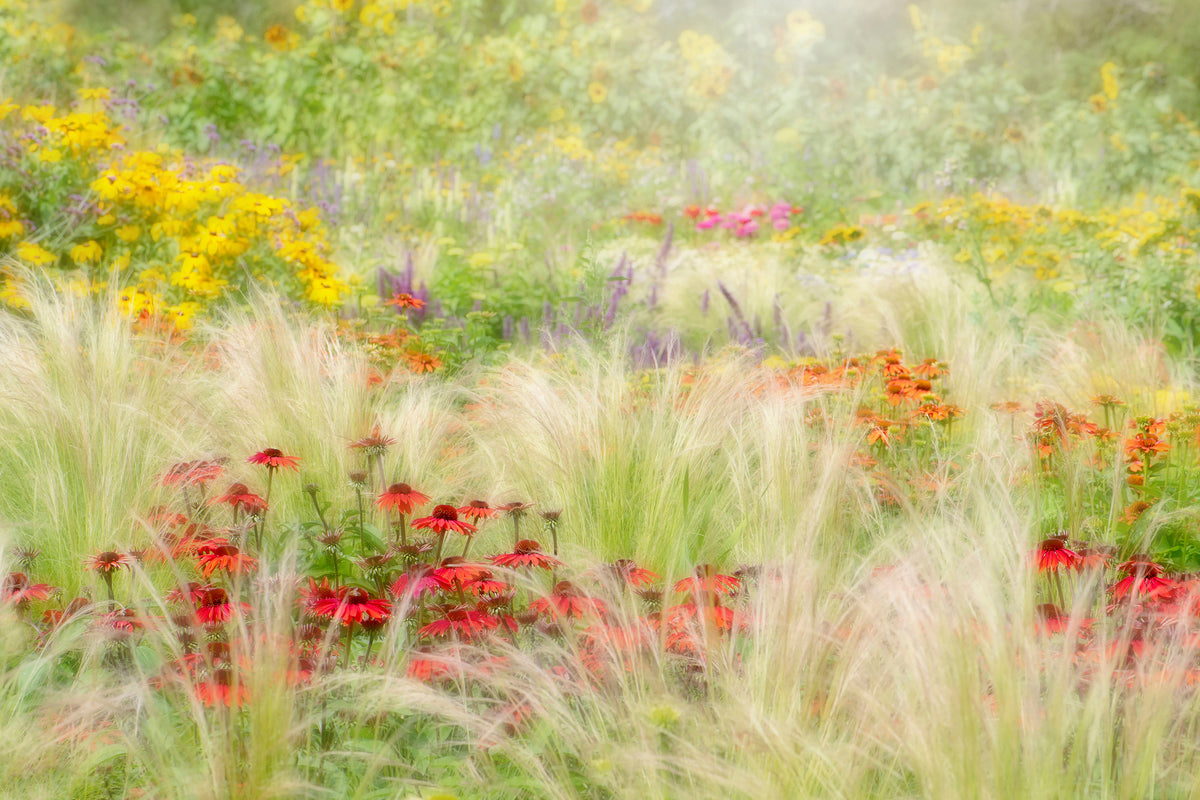 poster-print-summer-reverie-x