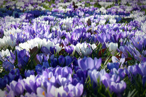 modern-3-piece-canvas-print-a-field-full-of-crocuses