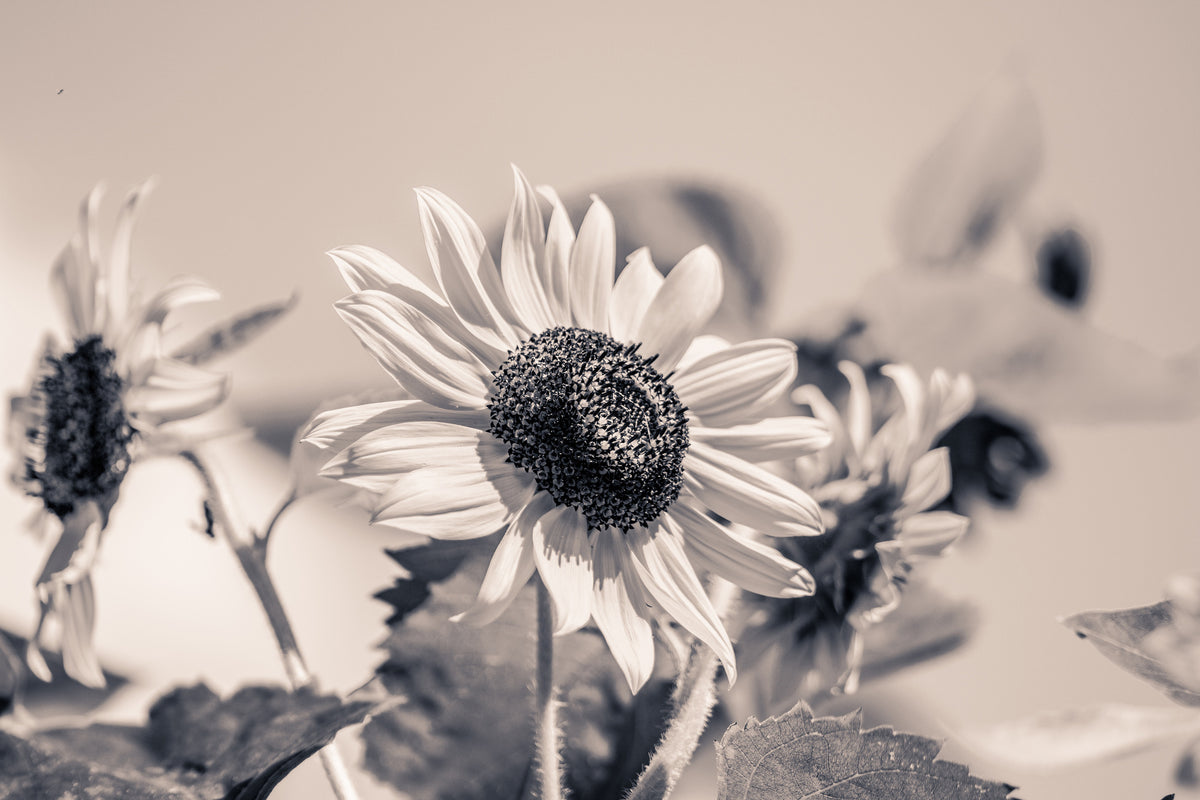 aluminium-print-sunflowers-sw