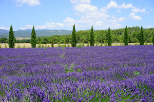 acrylic-print-magnificent-lavender-field