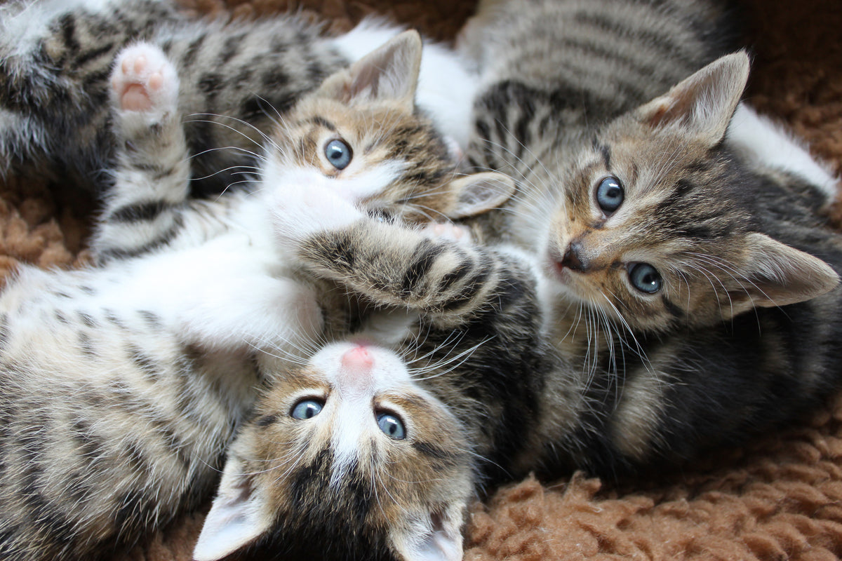 framedposter-print-many-kittens