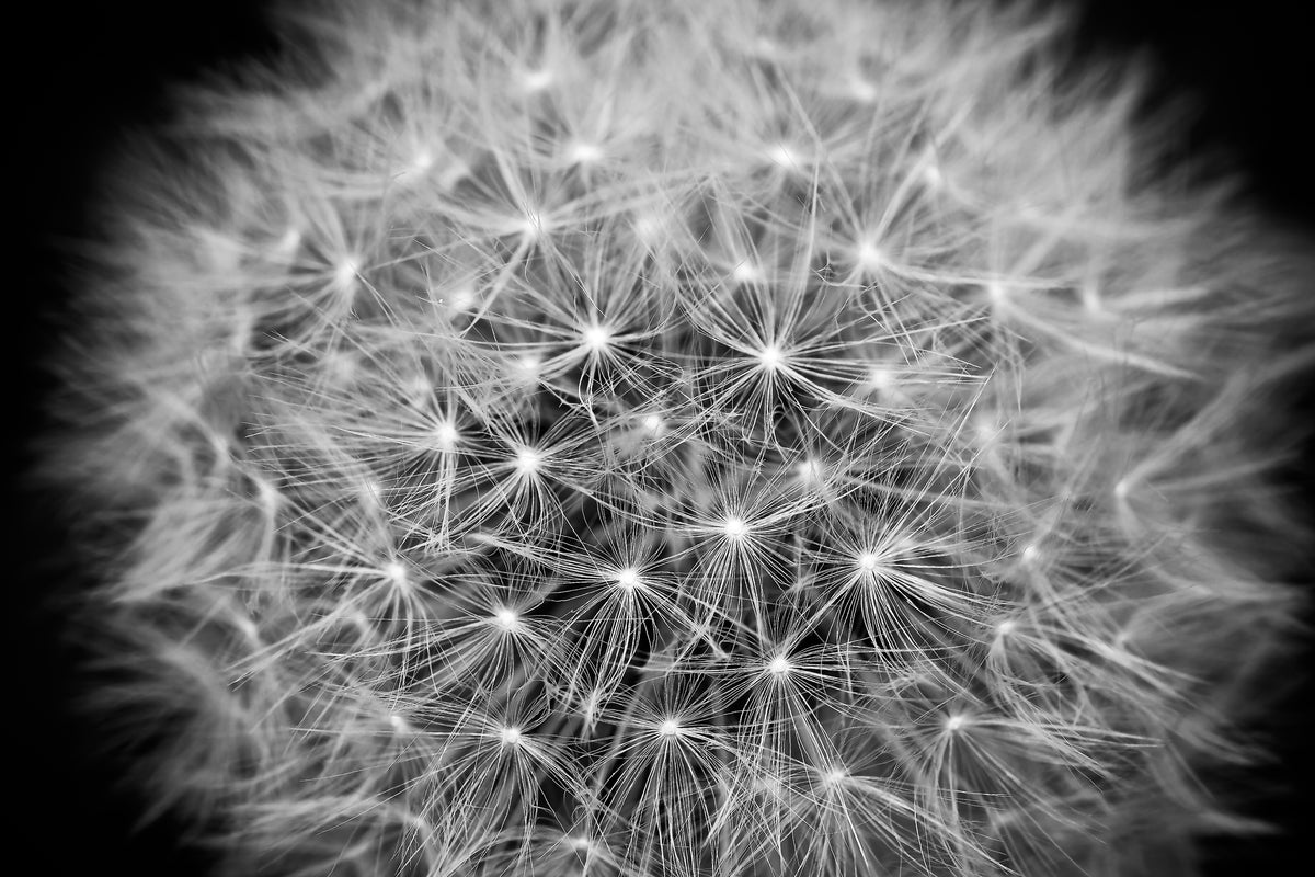 poster-print-dandelion-in-xxl