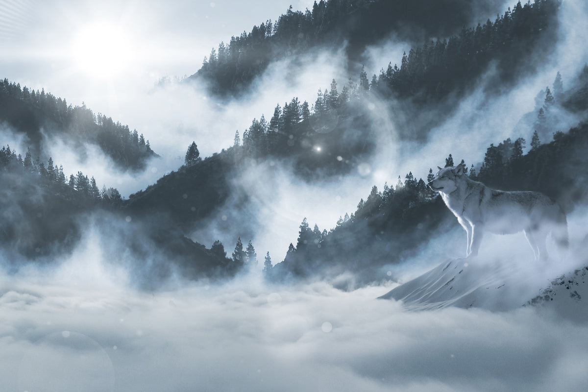poster-print-the-wolf-in-the-woods