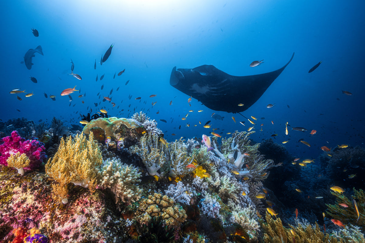 acrylic-print-manta-reef-on-the-reef-x