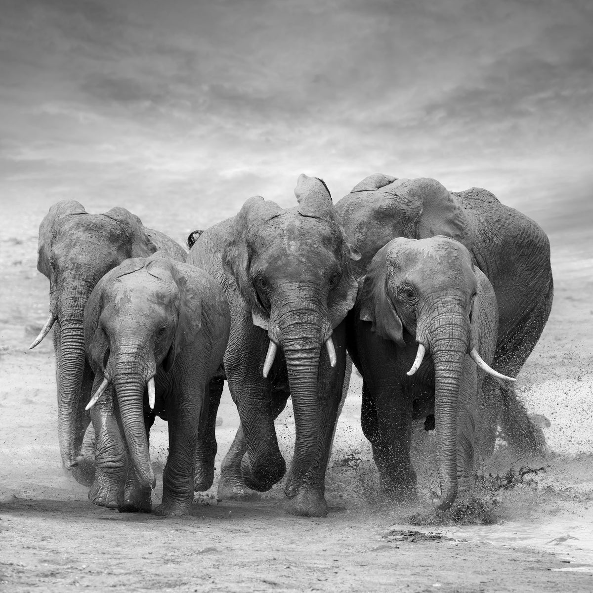9-piece-acrylic-print-the-elephants