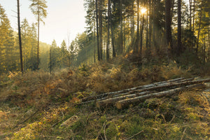 3-piece-canvas-print-working-in-the-woods