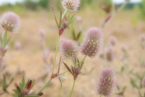 aluminium-print-delicate-flowers
