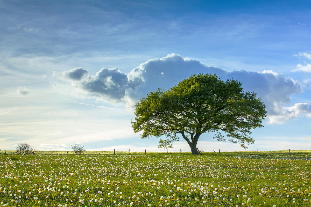 3-piece-aluminium-print-spring-tree