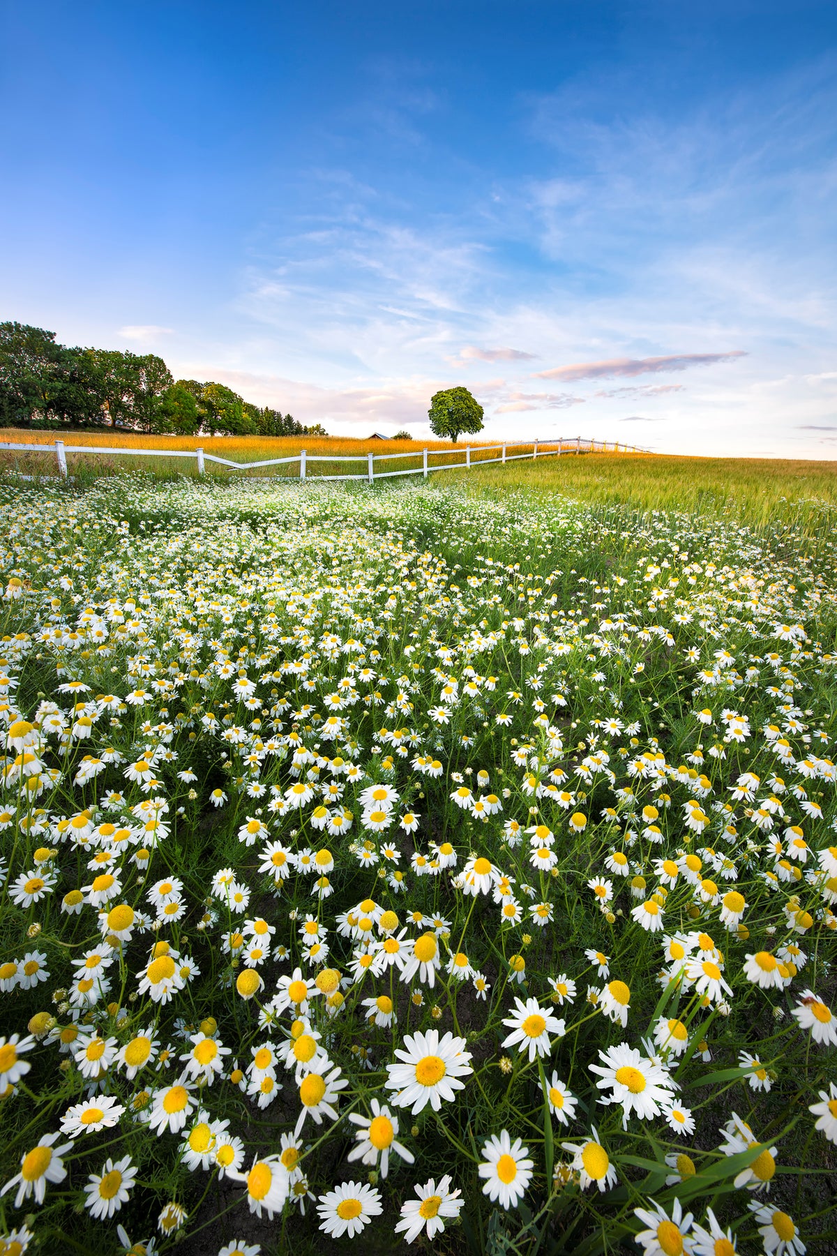 poster-print-daisyfield-in-sweden-x