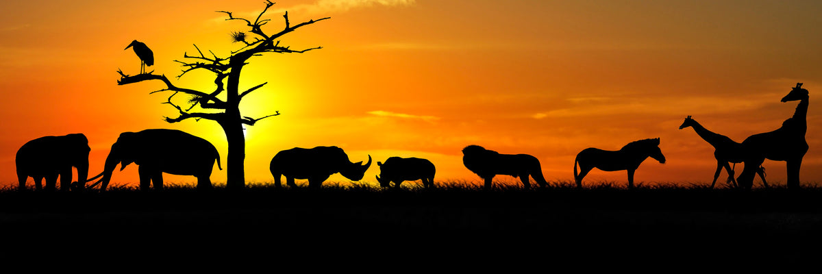 panoramic-3-piece-aluminium-print-safari-animals-at-sunset-panorama