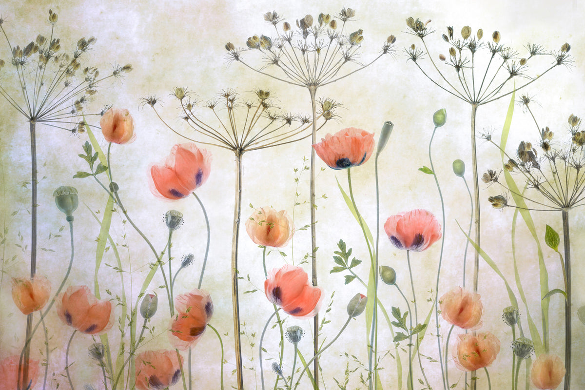 canvas-print-poppy-meadow-x