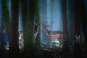 poster-print-deers