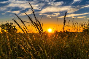 aluminium-print-the-sunset-on-the-field