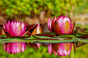 canvas-print-red-water-lily-trio