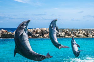 3-piece-aluminium-print-3-dolphins